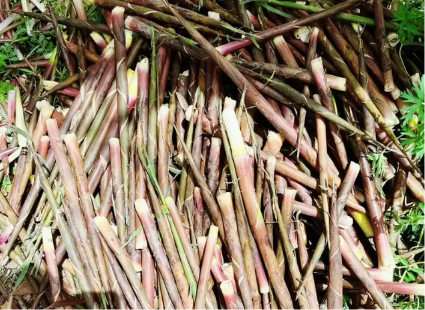 233557a6-caa6-4600-9b66-991d7d76a8a8